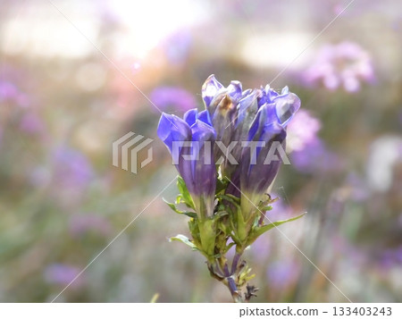 Autumn wildflowers, Gentian and sunset background Autumn wildflowers, Gentian and sunset background 133403243