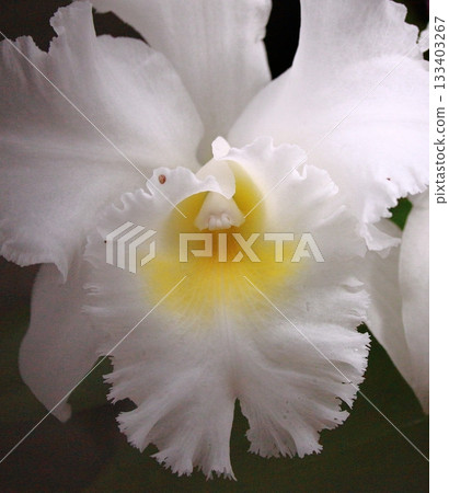 White Cattleya, the Queen of Orchids 133403267