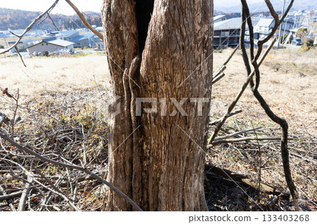 Bear claw marks on the trunk of a persimmon tree 133403268