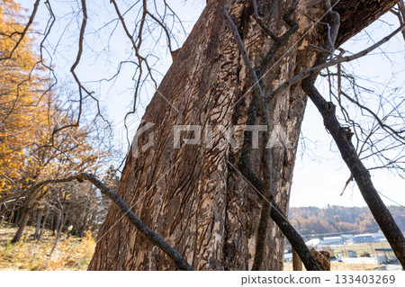 Bear claw marks on the trunk of a persimmon tree 133403269