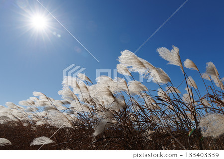 Susuki shining in the blue sky 133403339