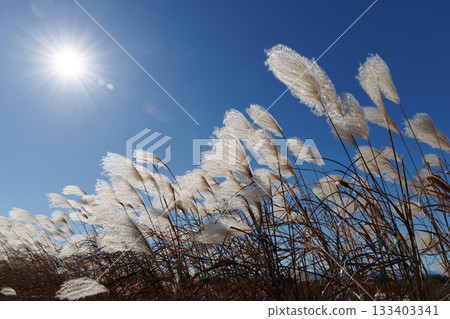 Susuki shining in the blue sky 133403341