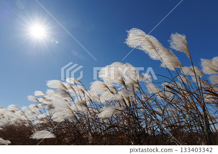 Susuki shining in the blue sky 133403342