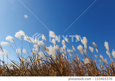 Susuki shining in the blue sky Susuki shining in the blue sky 133403370