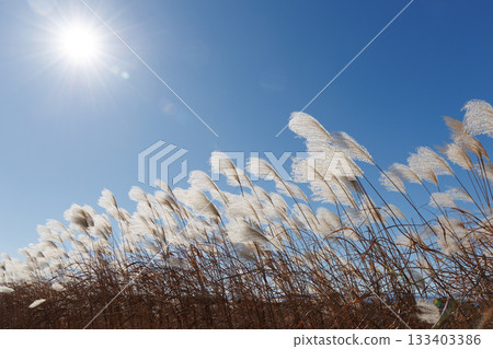 Susuki在藍天閃耀 133403386