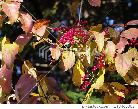Yellow leaves and red berries of viburnum that add color to autumn 133403392