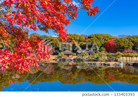 Autumn foliage at Hama-rikyu Gardens (Chuo Ward, Tokyo) 133403393