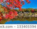 Autumn foliage at Hama-rikyu Gardens (Chuo Ward, Tokyo) 133403394