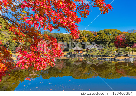 Autumn foliage at Hama-rikyu Gardens (Chuo Ward, Tokyo) Autumn foliage at Hama-rikyu Gardens (Chuo Ward, Tokyo) 133403394
