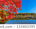 Autumn foliage at Hama-rikyu Gardens (Chuo Ward, Tokyo) 133403395