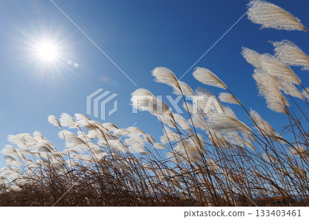 Susuki在藍天閃耀 133403461