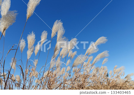 Susuki shining in the blue sky 133403465