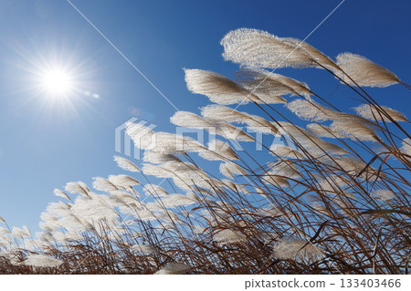 Susuki shining in the blue sky 133403466