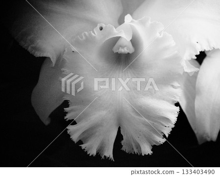 西蘭花女王卡特蘭單色 西蘭花女王卡特蘭單色 133403490