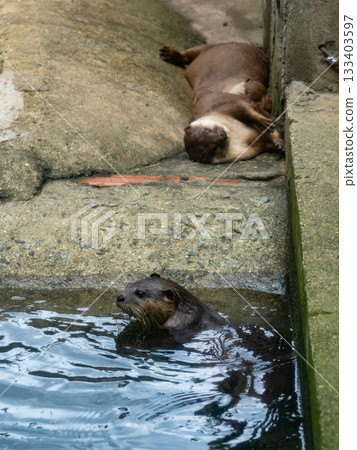 西貢動物園和植物園 133403597