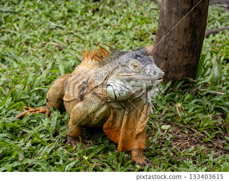 Saigon Zoo and Botanic Gardens 133403615