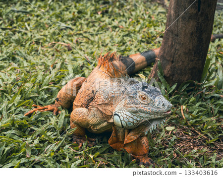 Saigon Zoo and Botanic Gardens 133403616