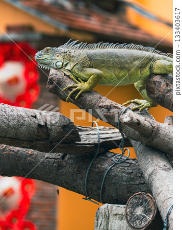 Saigon Zoo and Botanic Gardens 133403617