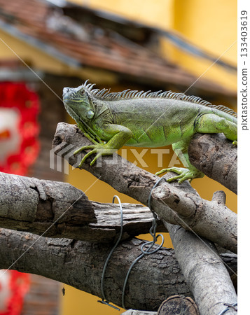 西貢動物園和植物園 西貢動物園和植物園 133403619