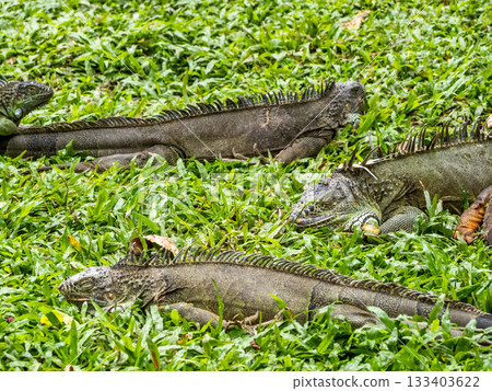 Saigon Zoo and Botanic Gardens Saigon Zoo and Botanic Gardens 133403622