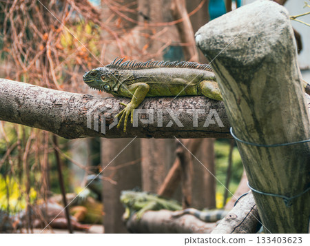 Saigon Zoo and Botanic Gardens 133403623