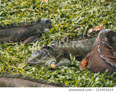 Saigon Zoo and Botanic Gardens 133403624