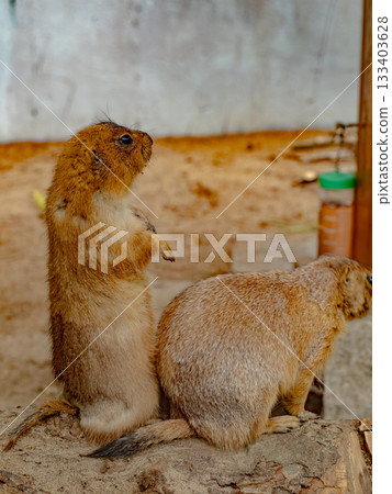 西貢動物園和植物園 133403628