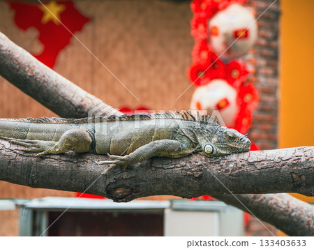 西貢動物園和植物園 西貢動物園和植物園 133403633