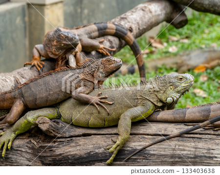 西貢動物園和植物園 西貢動物園和植物園 133403638