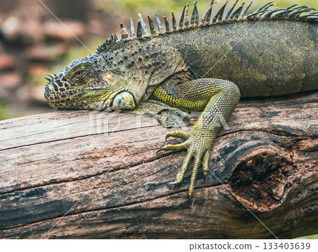 西貢動物園和植物園 133403639