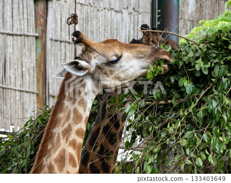 Saigon Zoo and Botanic Gardens Saigon Zoo and Botanic Gardens 133403649