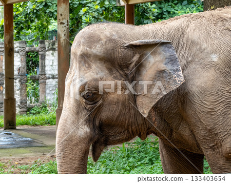 Saigon Zoo and Botanic Gardens Saigon Zoo and Botanic Gardens 133403654