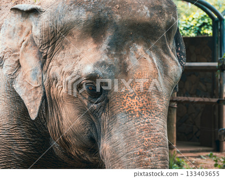 Saigon Zoo and Botanic Gardens 133403655