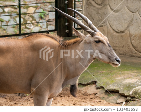 Saigon Zoo and Botanic Gardens Saigon Zoo and Botanic Gardens 133403658