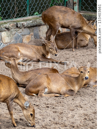 西貢動物園和植物園 西貢動物園和植物園 133403661