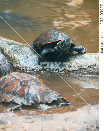 西貢動物園和植物園 西貢動物園和植物園 133403697