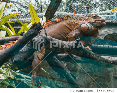 Saigon Zoo and Botanic Gardens Saigon Zoo and Botanic Gardens 133403698