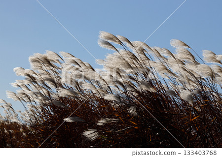 Susuki shining in the blue sky Susuki shining in the blue sky 133403768