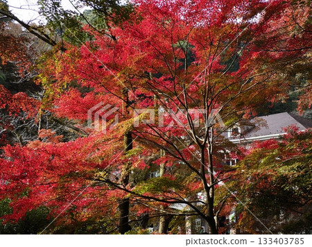 高尾山清瀧紅葉廣場的秋葉 133403785