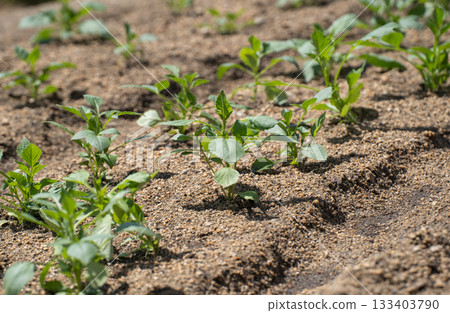 Seedlings growing in early spring 133403790