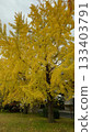 Ginkgo tree 133403791
