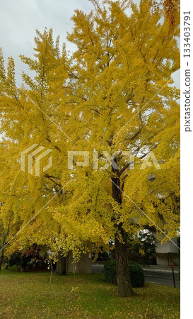 Ginkgo tree 133403791