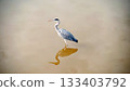 Gray heron 133403792