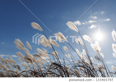 Susuki在藍天閃耀 133403797