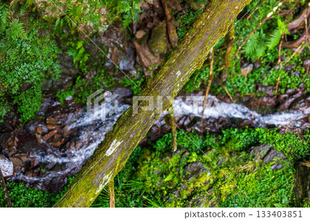 宜蘭森林中流經佈滿青苔岩石的清澈山澗 133403851