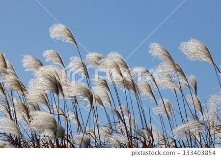 Susuki shining in the blue sky Susuki shining in the blue sky 133403854