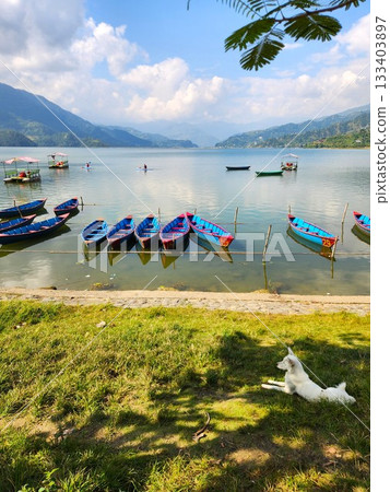 Boats on Lake Fewa in Nepal and a dog relaxing on the lakeside Boats on Lake Fewa in Nepal and a dog relaxing on the lakeside 133403897