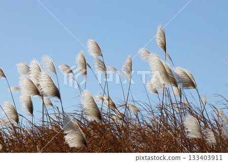 Susuki在藍天閃耀 133403911