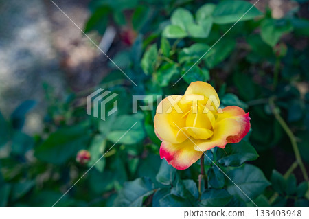 early summer yellow rose 133403948
