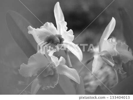 西蘭花女王卡特蘭中心焦點 西蘭花女王卡特蘭中心焦點 133404013